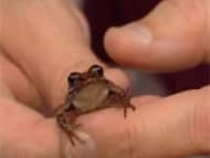 ot-wood-frog-in-hands