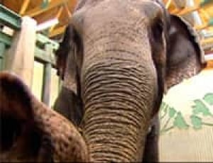 ab-elephants