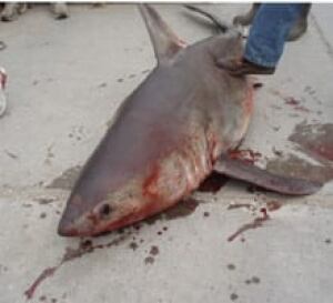 nl-shark-nain