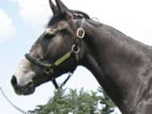 twilight-cp-horse-070207
