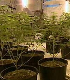 marijuanagrow050304