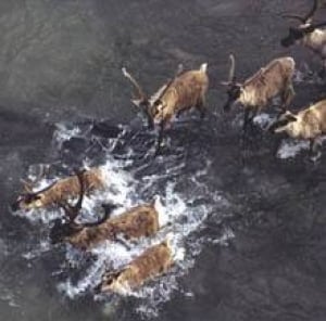 caribou-cp-11121467