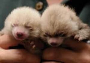red-pandas