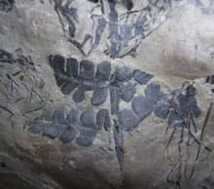 fossil-rainforest-cp-2838725