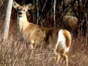 white-tail-deer070828