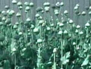 poppies-cbc-070727