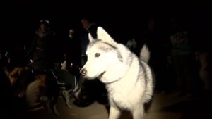 Dogs at dog vigil