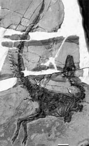 sinosauropteryx-070523