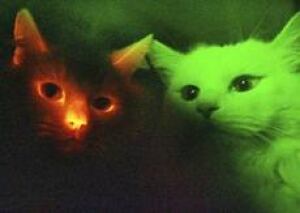 glowcat-cp-4045830