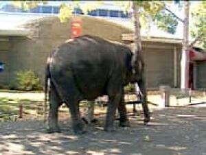 edm-samantha-elephant