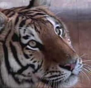 tiger-070511