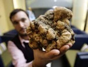 truffle-cp-3958499