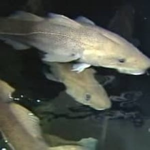 nl-cod-tank-2006file