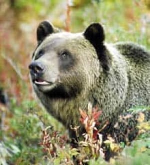 boobear-cp-10302368