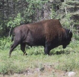 fort-smith-buffalo-park