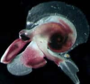 oxygyrus-keraudreni-hopcroft