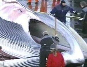 whaling061022