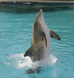 dolphin-cp-10152027
