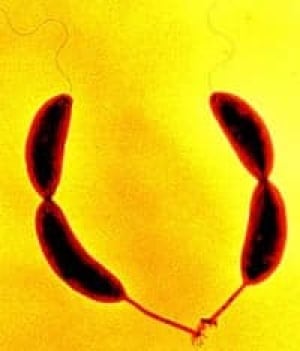 bacteria_glue_479