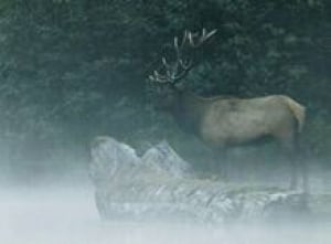 elk_cp_6450678