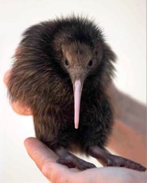 kiwibird_cp_3376213