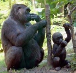 gorilla-cp-10596233