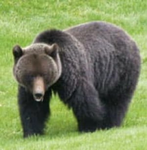 grizzly_killer9188