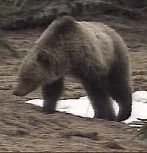 grizzley2_bear