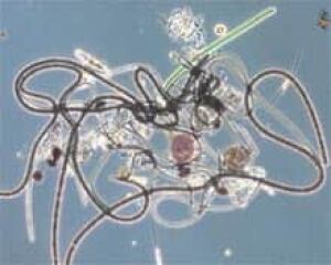 bacteria_lsa