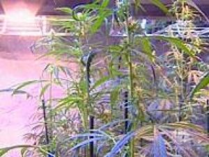 marijuana-prairie061023