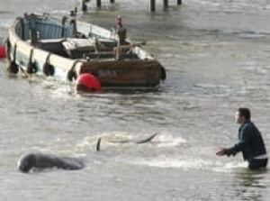 whale_thames_cp_9358880
