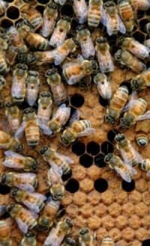 bees-cp-10858472