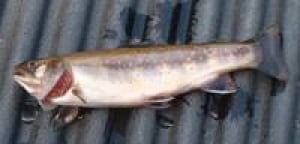 grassy-brook-trout