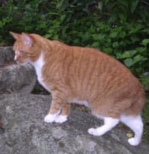 jackthecat-cp-1499158