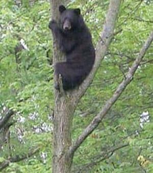 scaredbear-cp-1499159