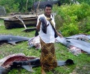 dolphin-death_cp_9915254