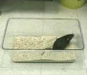 rat-agemuscle060705