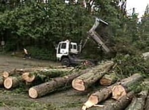 cleanup-stanley061219