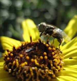 sunflower_syrphid060117