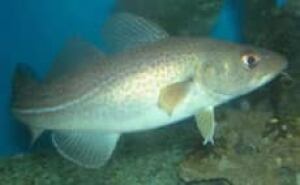 cod_fish_noaa