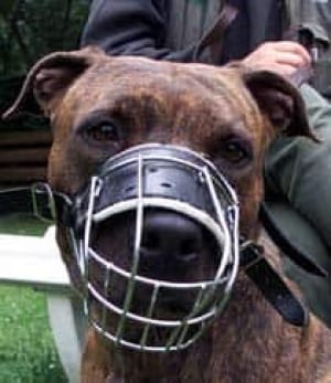 pitbull_cp_1659001