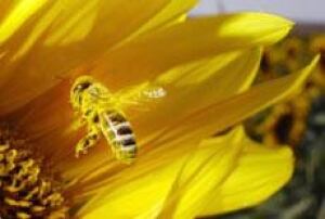 bee_pollen_cp_6137621