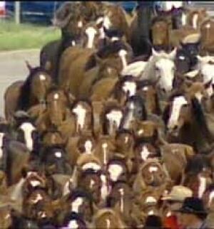 horses_050704