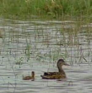flood_ducks050622