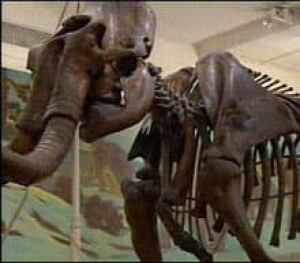 mammoth_skeleton051219