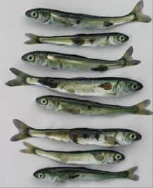 pinks_salmon050330