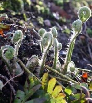 fiddleheads_cp_7601590