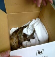 injured duck