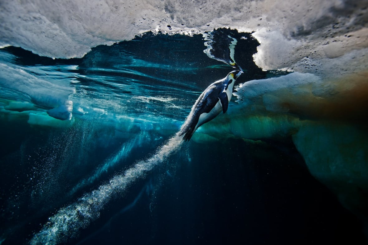 wildlife photographer paul nicklen