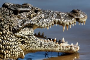 crocodile-RTR27ZA6